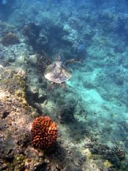 "Honu" Taken in Hawaii at Haunama Bay. by Christa Loustalot 
